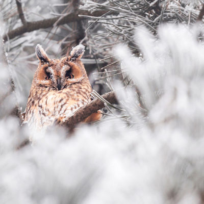 owl with frost, Cluj Napoca