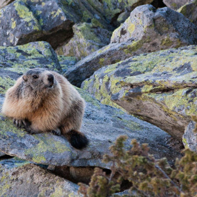 Marmota, Parcul National Retezat