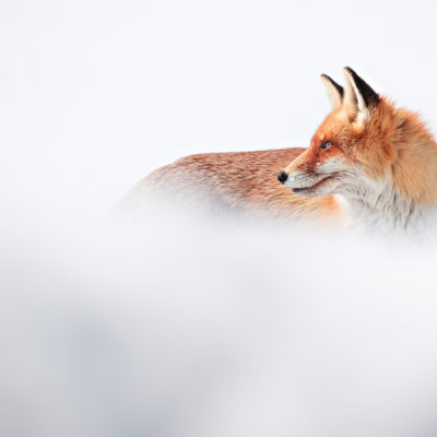 Red Fox, Retezat Mountains National Park
